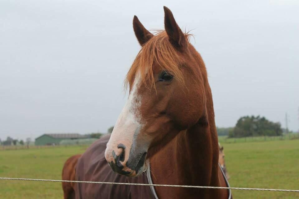 Mesina stejlede når hun skulle i trailer og derfor fik hendes ejere hjælp af harmonisk hest med Villje