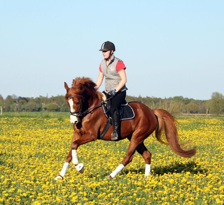 Mesina stejlede når hun skulle læsses i trailer