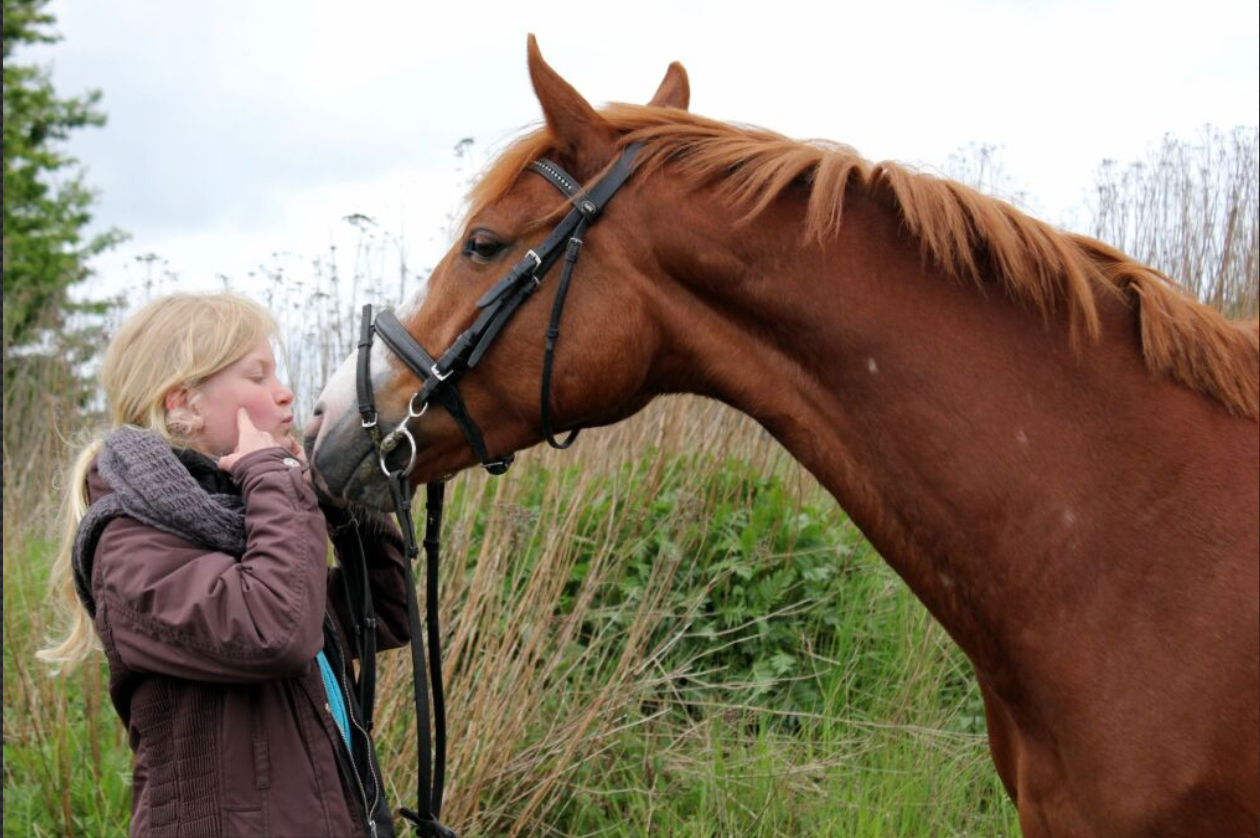 Mesina var væltet bagover under trailer træning med en anden træner