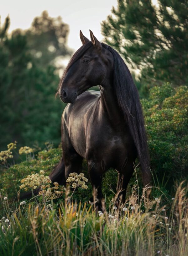 Når du ikke kan læsse efter et stævne
