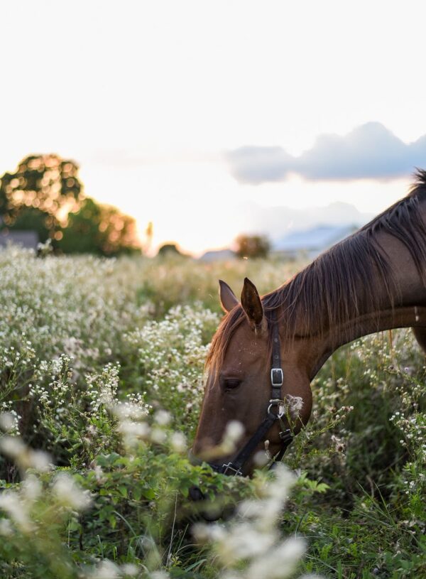 Når hesten stejler ved traileren