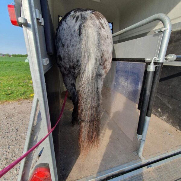 Falco – fra farligt til fantastisk